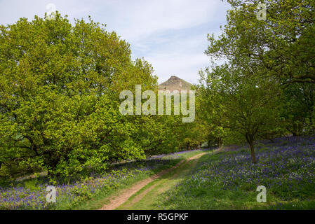 Die markanten Gipfel der Roseberry Topping an einem sonnigen Frühlingstag in der North York Moors National Park, England. Bluebells blühen. Stockfoto