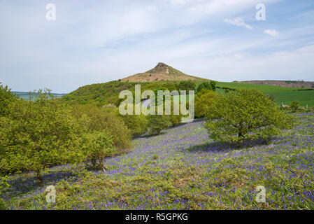 Die markanten Gipfel der Roseberry Topping an einem sonnigen Frühlingstag in der North York Moors National Park, England. Bluebells blühen. Stockfoto