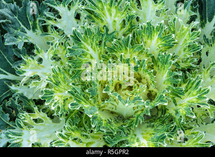 Grüne Zier Kohl und blühender Grünkohl Anlage Stockfoto