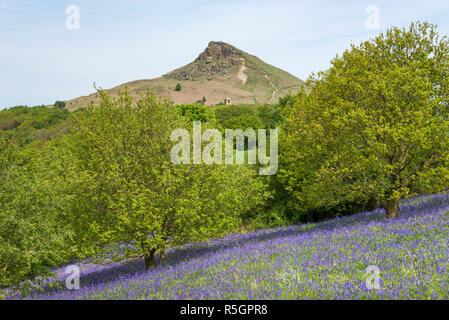 Die markanten Gipfel der Roseberry Topping an einem sonnigen Frühlingstag in der North York Moors National Park, England. Bluebells blühen. Stockfoto