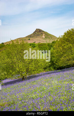 Die markanten Gipfel der Roseberry Topping an einem sonnigen Frühlingstag in der North York Moors National Park, England. Bluebells blühen. Stockfoto