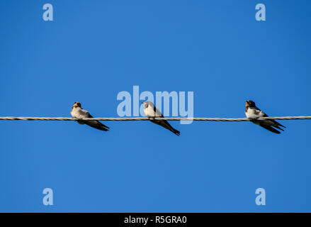 Schwalben auf den Drähten. Schwalben gegen den blauen Himmel. Die swallo Stockfoto