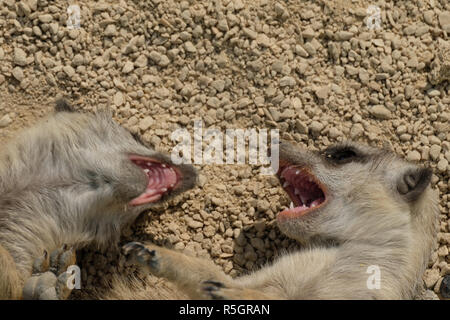 Agressive Erdmännchen zeigen ihre Zähne Stockfoto