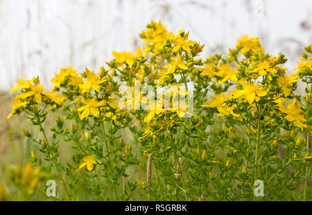 Blühende Johanniskraut auf der Wiese Stockfoto