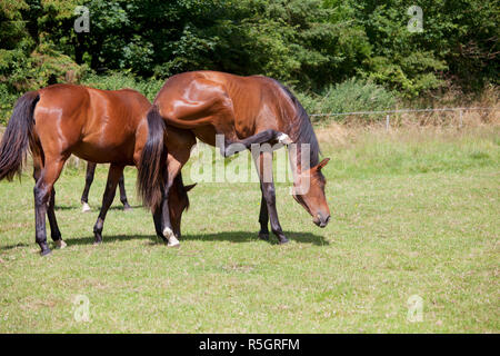 Insekten Pferde Pest Stockfoto