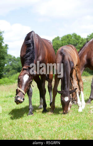 Mare schreckt Fliegen Stockfoto