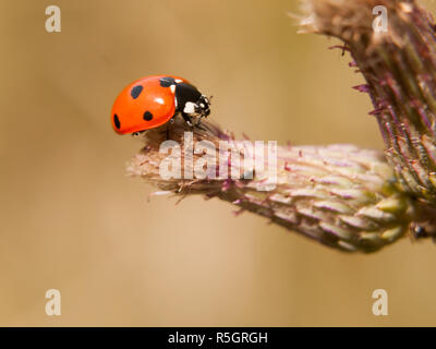 Ein 7-Punkt Marienkäfer ruht auf dem Ende von der Knospe bis schließen Stockfoto