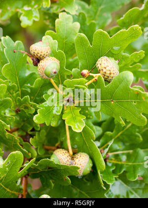 In der Nähe der wachsenden Eicheln auf Eiche Baum im Sommer Stockfoto