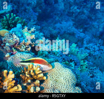 Sommersprossige Fischfreundschaften, Rotes Meer, Ägypten Stockfoto