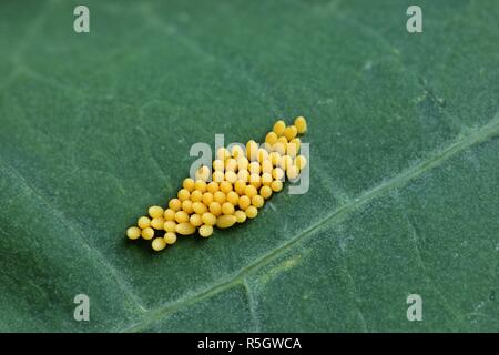 Kohl der großen Kohl weiß (Pieris brassicae) Kapuzinerkresse (tropaeolum majus) Stockfoto