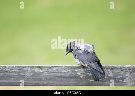 Nebelkrähe Sitzen auf Holzbrett Stockfoto