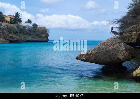 Pelikan sitzt auf einem Felsen am Playa Lagun, Curacao. Stockfoto