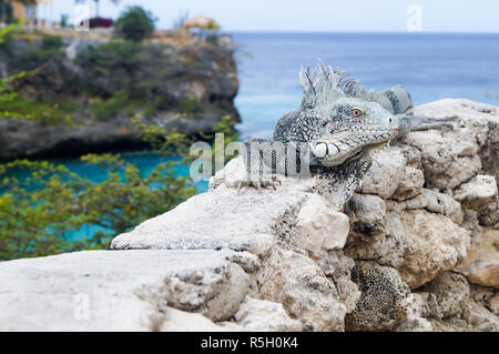 Iguana aalt sich in der Sonne am Playa Lagun Curacao mit blauen Lagune im Hintergrund. Stockfoto