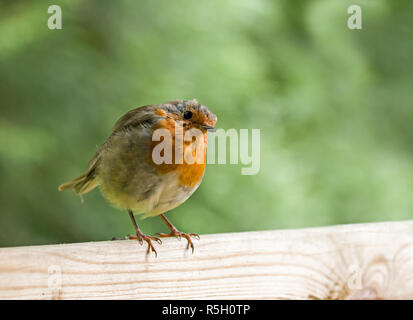 Robin auf Zaun, geneigter Kopf Stockfoto