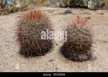 Ferocactus cylindraceus ist eine Pflanzenart aus der Gattung der barrel Kaktus, Ed Hastey Garden Trail, Santa Rosa and San Jacinto Mountains National Monument, Palm Desert, USA Stockfoto