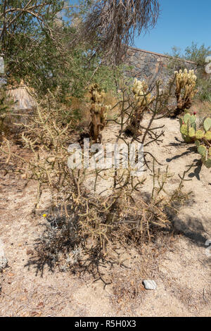 Pencil cholla (Cylindropuntia ramosissima), Ed Hastey Garden Trail, Santa Rosa und San Jacinto Mountains National Monument, Palm Desert, CA, USA. Stockfoto