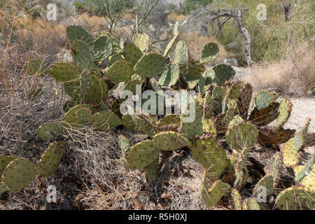 Feigenkaktus (Opuntia littoralis), Ed Hastey Garden Trail, Santa Rosa und San Jacinto Mountains National Monument, Palm Desert, CA, USA. Stockfoto