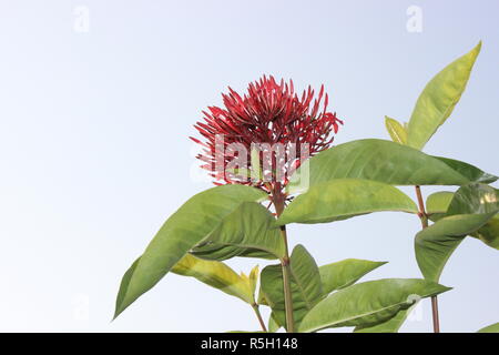 Bangladesch Jahangirnagar Universität Dhaka Stockfoto