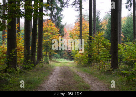 Einer kleinen, mit Bäumen gesäumten Waldweg im Herbst Stockfoto