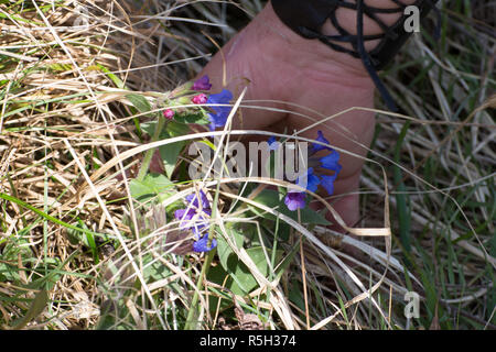 Workshop Blumengeschäft in der Natur Stockfoto