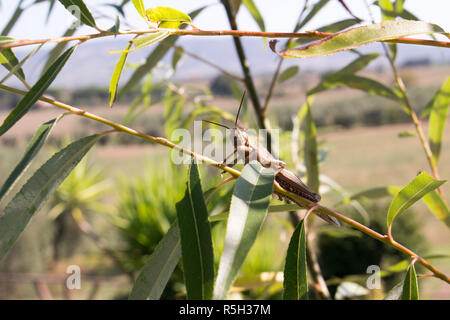 Heuschrecke auf Blatt Stockfoto