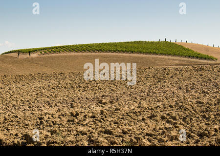 Felder der Trauben im Sommer, Tuscany Stockfoto