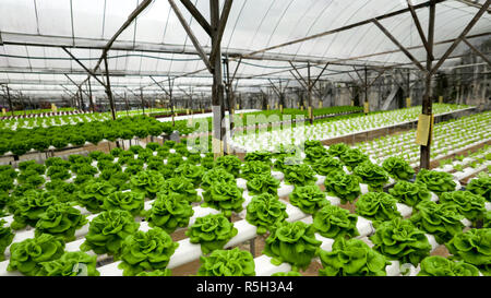 Die nahrungsmittelproduktion Methode in Hydroponischen System Pflanze. Wachsende Salat im Gewächshaus mit mineralischen Salz Lösung. Stockfoto