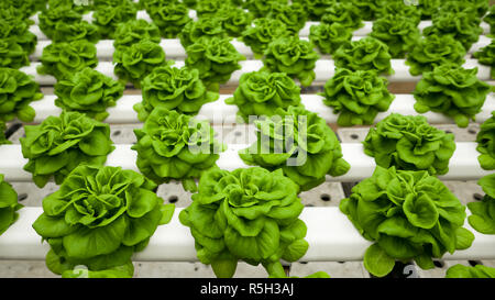 Die nahrungsmittelproduktion Methode in Hydroponischen System Pflanze. Wachsende Salat im Gewächshaus mit mineralischen Salz Lösung. Stockfoto