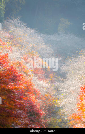 Nagoya, Obara Sakura im Herbst Stockfoto