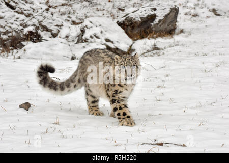 Snow Leopard Cub zu Fuß durch den Schnee Stockfoto