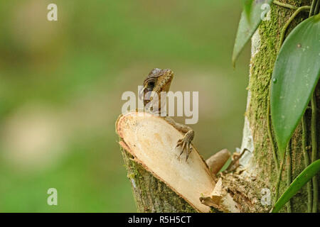 Ameiva Eidechse klettern auf einem Baumstamm. Stockfoto