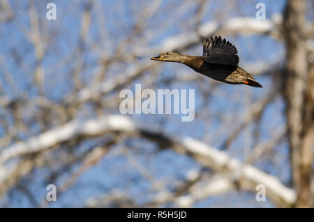 Stockente fliegen vorbei an den Verschneiten Winter Baum Stockfoto