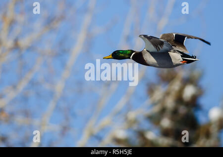 Stockente fliegen vorbei an den Verschneiten Winter Baum Stockfoto