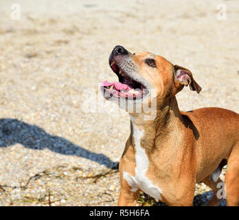 Rothaarige American Pit Bull Stockfoto