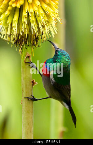 Ein reifer Mann südlichen Doppel-collared sunbird Fütterung auf eine Blume in einem Kapstadt Garten. Stockfoto