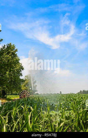 Wasser die Installation von Sprinklern in einem Feld von Mais. Stockfoto