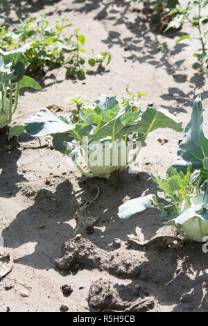 Kohlrabi auf dem Feld Stockfoto