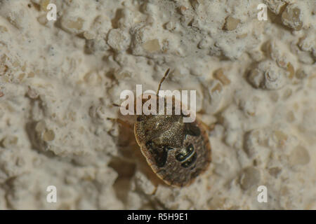 Larve des Turtle Bug auf der Hauswand Stockfoto