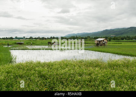 Eine landwirtschaftliche Fläche in der Nähe Inle See, Shan Region, Myanmar, Birma. Ein reis plantage Feld, überflutet mit Wasser mit einer kleinen Hütte. Reis der lokalen Landwirtschaft Stockfoto