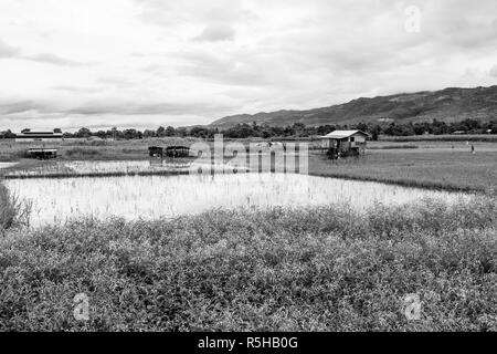 Landwirtschaft in der Nähe Inle See, Shan, Myanmar, Birma. Ein reis plantage Feld, überflutet mit Wasser mit einer kleinen Hütte. Reis der lokalen Landwirtschaft, Schwarz und Weiß Stockfoto