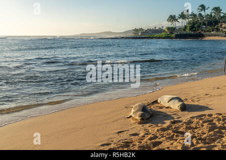 Ein paar der Mönchsrobbe ein Nickerchen auf den überfüllten Poipu Strand, Koloa, Kauai Stockfoto