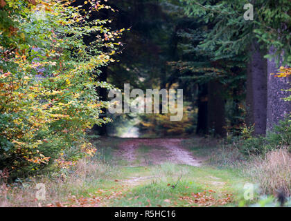 Ein einsames und einer kleinen, mit Bäumen gesäumten Waldweg im Herbst Stockfoto