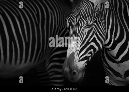 Mono close-up Grevy Zebra Schließen der Augen Stockfoto