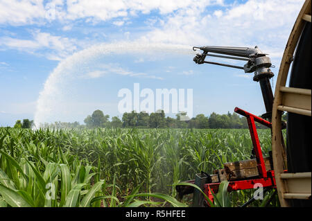 Wasser die Installation von Sprinklern in einem Feld von Mais. Stockfoto