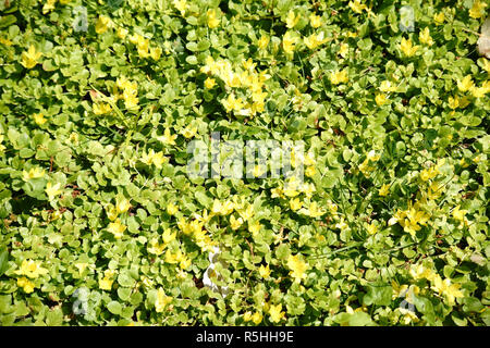 Pfennig-Gilbweiderich Stockfoto