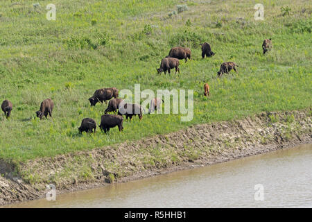 Herde Bisons auf einem Meadering Stream Stockfoto