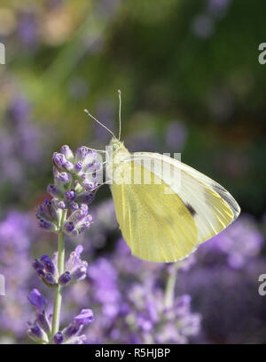 Große Kohl weiß Pieris brassicae auf Lavendel Stockfoto