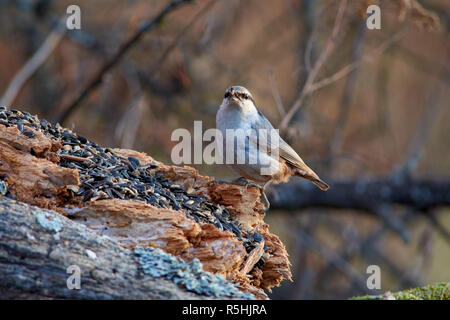 Eurasischen Kleiber (Holz Kleiber) sitzt auf einem Verrottenden mit Sonnenblumenkernen in seinem Schnabel anmelden. Stockfoto