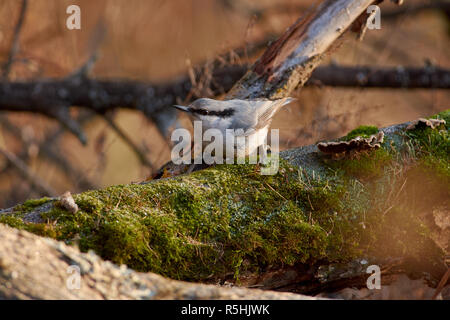 Eurasischen Kleiber (Holz Kleiber) sitzt auf einem Bemoosten mit einem Samen im Schnabel auf dem Hintergrund einer autumn forest park anmelden. Stockfoto