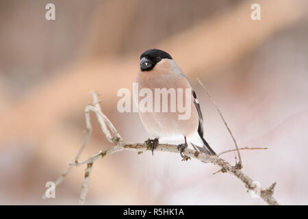 Eurasischen Gimpel (Pyrrhula pyrrhula, weiblich) sitzt auf einem Zweig in einem forest park im frühen Frühling. Stockfoto